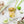 Green Tea and Lemongrass