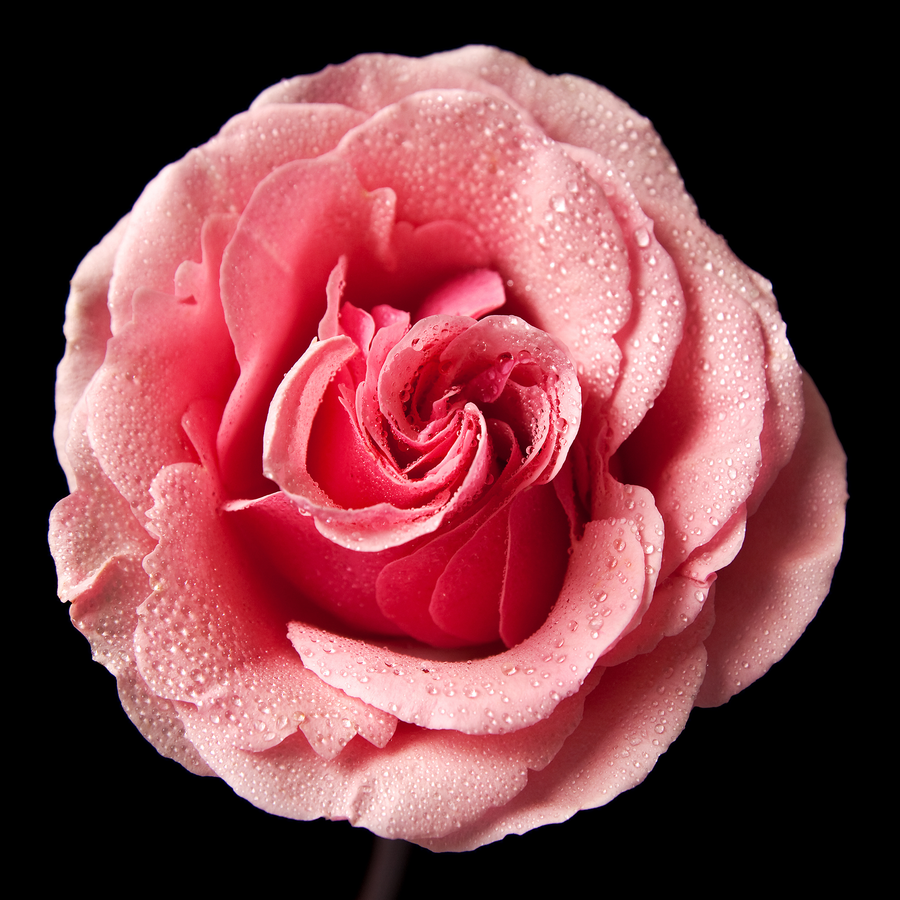 LOVE :  Rose
